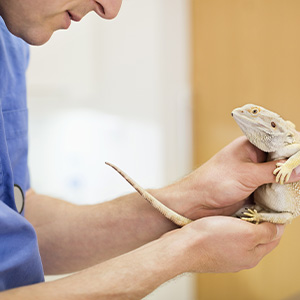 A veterinarian in a light blue uniform gently holds a light-colored central bearded dragon during a medical examination