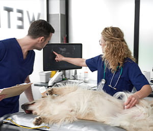 Two veterinarians in blue uniforms perform an ultrasound on a large, light-haired dog lying on its side; while a doctor maneuvers the probe and points to a detail on the monitor, her colleague carefully observes the result of the exam