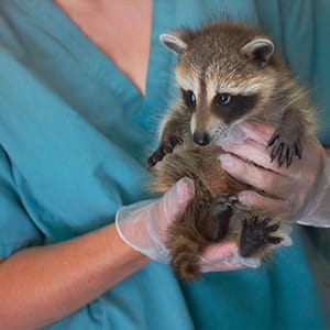 A veterinarian wearing clear protective gloves and a light blue uniform carefully holds a raccoon cub in his hands