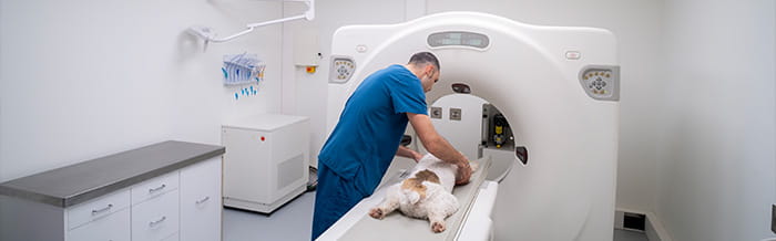 A veterinary technician in a light blue uniform carefully positions a white and brown dog on the table of a CT scanner inside a modern, bright radiology room