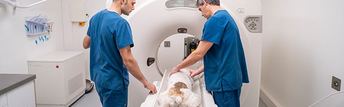 Two veterinarians in blue uniforms carefully position a white dog on a sliding table for a CT (Computed Tomography) scan inside a modern veterinary clinic