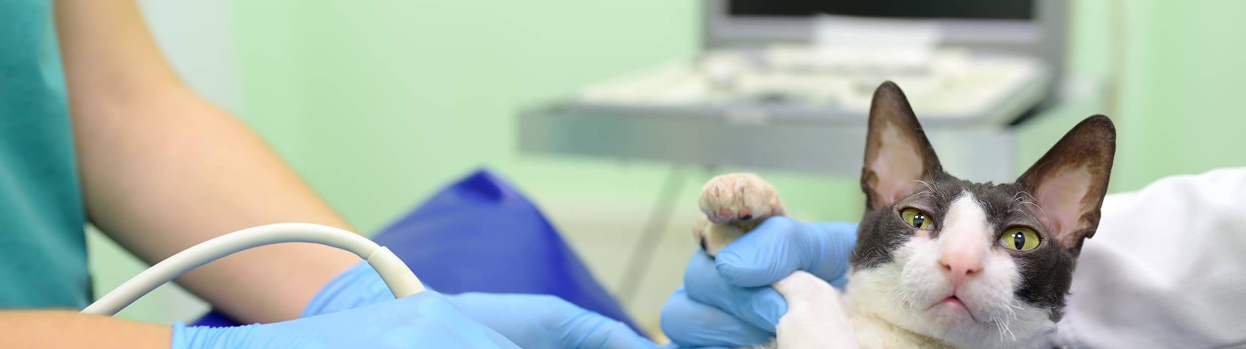 A black and white cat undergoing an abdominal ultrasound performed by a veterinarian wearing blue gloves; the monitor with the diagnostic image is visible in the background