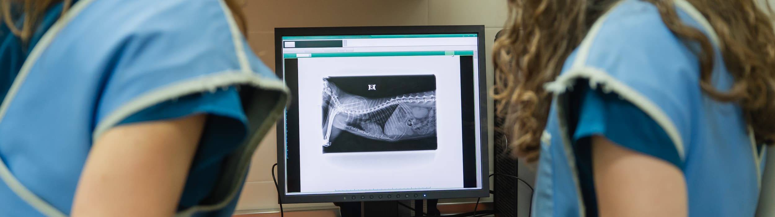 Two veterinarians seen from behind as they observe a digital X-ray of a cat displayed on a monitor inside a medical office