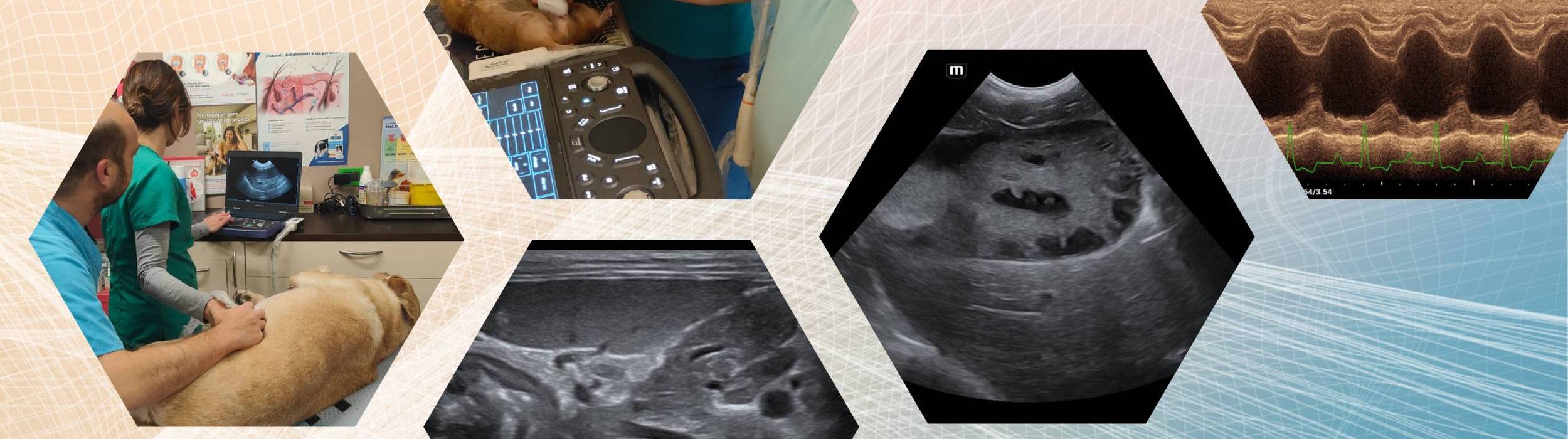 Veterinary Abdominal Ultrasound - Basic Theoretical & Practical Course (on site)